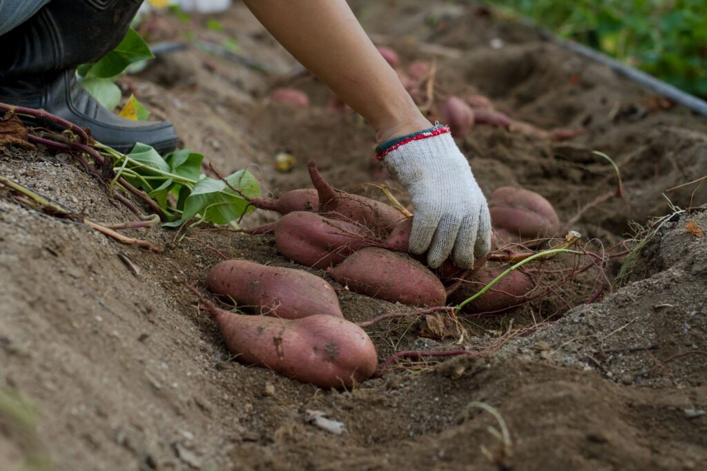 Sweet Potato Cultivation