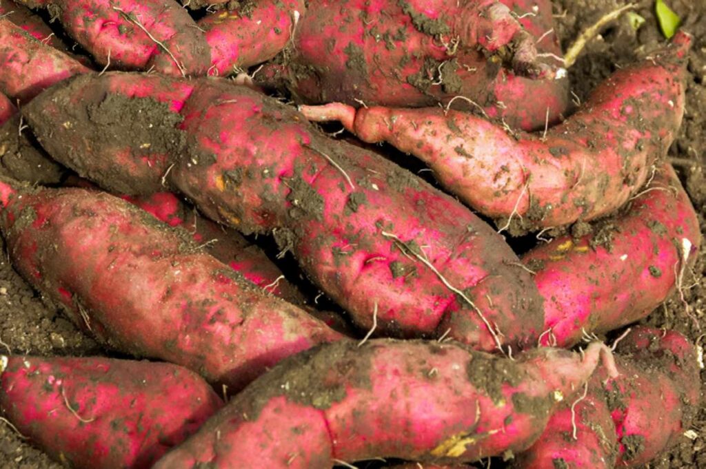 Sweet Potato Cultivation