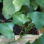 Sweet Potato Cultivation