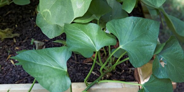 Sweet Potato Cultivation