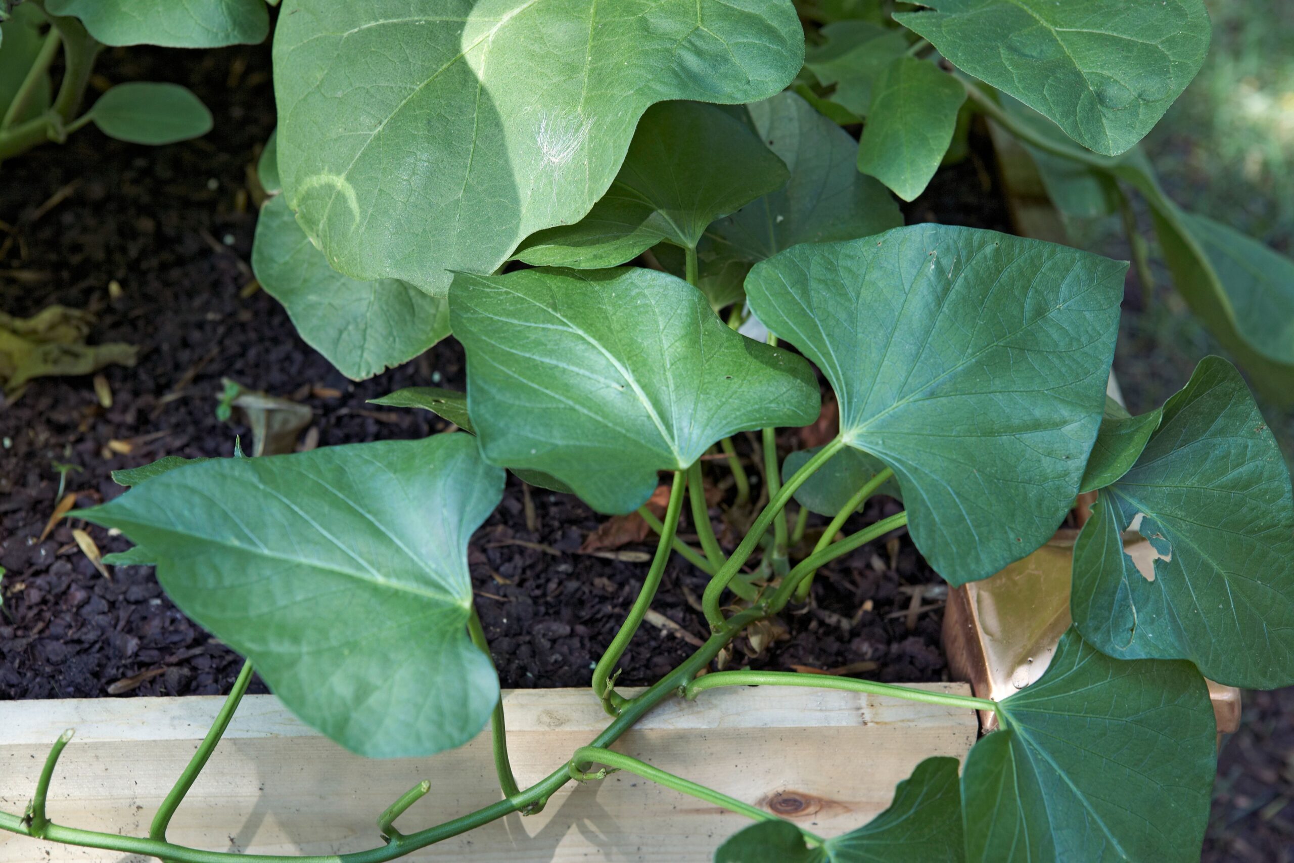 Sweet Potato Cultivation