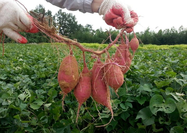 Sweet Potato Cultivation